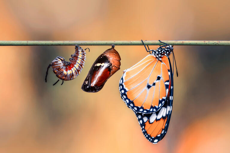 Images of butterflies in various life stages.
