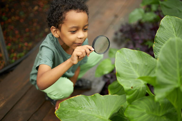 Little boy looking at a leaf through a magnifying glass little boy looking at a leaf through a magnifying glass